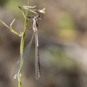 Austroargiolestes icteromelas at Tennent, ACT - 29 Dec 2021