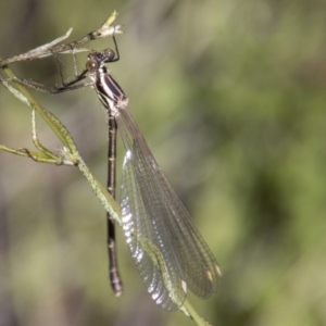 Austroargiolestes icteromelas at Tennent, ACT - 29 Dec 2021