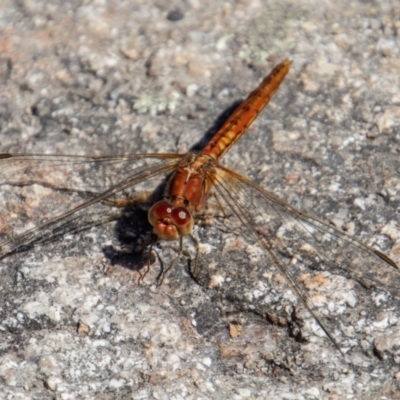 Diplacodes haematodes (Scarlet Percher) at Tennent, ACT - 29 Dec 2021 by SWishart