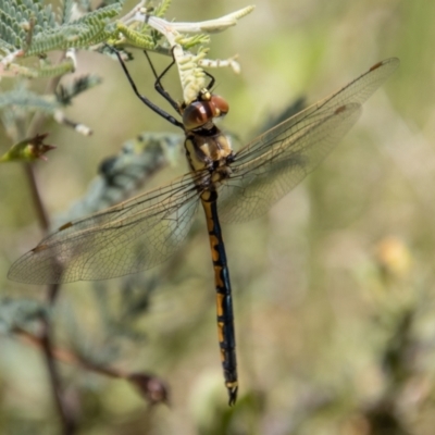 Hemicordulia tau (Tau Emerald) at Tennent, ACT - 29 Dec 2021 by SWishart