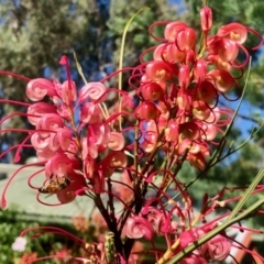 Grevillea sp. (Grevillea) at Aranda, ACT - 30 Dec 2021 by KMcCue