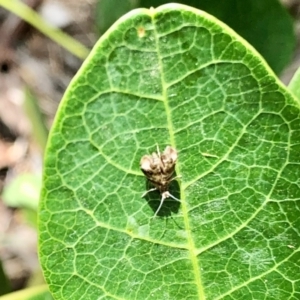 Tebenna micalis at Aranda, ACT - 31 Dec 2021