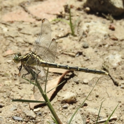 Austrogomphus guerini (Yellow-striped Hunter) at Burradoo, NSW - 31 Dec 2021 by GlossyGal