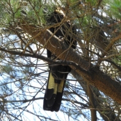 Zanda funerea (Yellow-tailed Black-Cockatoo) at Burradoo, NSW - 31 Dec 2021 by GlossyGal