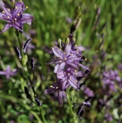 Caesia calliantha (Blue Grass-lily) at Cook, ACT - 28 Dec 2021 by CathB