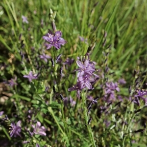 Caesia calliantha at Cook, ACT - 28 Dec 2021