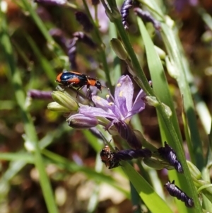 Dicranolaius villosus at Cook, ACT - 28 Dec 2021 04:37 PM