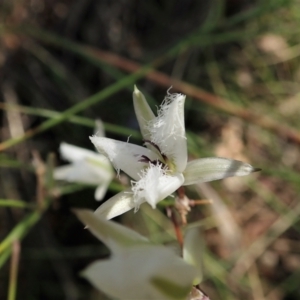 Thysanotus tuberosus at Cook, ACT - 28 Dec 2021 04:24 PM