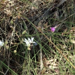 Thysanotus tuberosus at Cook, ACT - 28 Dec 2021 04:24 PM