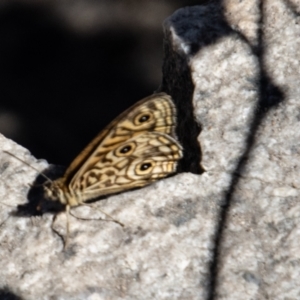 Geitoneura acantha at Tennent, ACT - 29 Dec 2021 03:38 PM