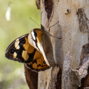 Heteronympha merope at Tennent, ACT - 29 Dec 2021 02:05 PM