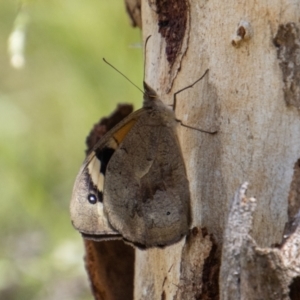 Heteronympha merope at Tennent, ACT - 29 Dec 2021