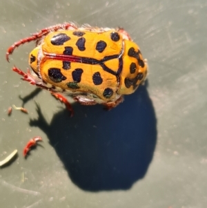 Neorrhina punctata at Isaacs, ACT - 31 Dec 2021