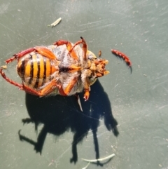 Neorrhina punctatum at Isaacs, ACT - 31 Dec 2021