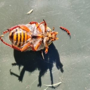 Neorrhina punctata at Isaacs, ACT - 31 Dec 2021