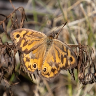 Heteronympha merope (Common Brown Butterfly) at Tennent, ACT - 28 Dec 2021 by SWishart