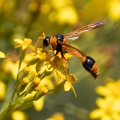 Delta bicinctum (Potter wasp) at Tennent, ACT - 29 Dec 2021 by SWishart