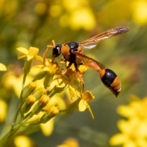 Delta bicinctum at Tennent, ACT - 29 Dec 2021 11:57 AM