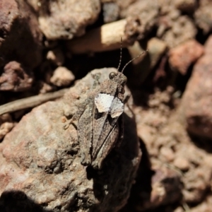 Tetrigidae (family) at Cook, ACT - 28 Dec 2021