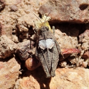 Tetrigidae (family) at Cook, ACT - 28 Dec 2021