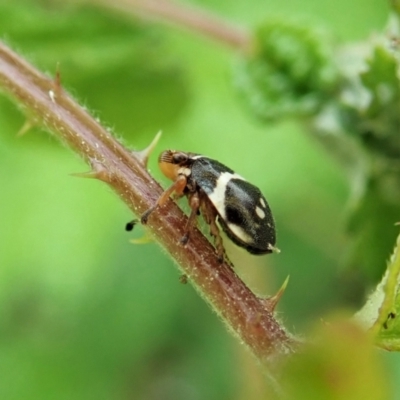 Bathyllus albicinctus (Spittlebug, Froghopper) at Aranda Bushland - 26 Dec 2021 by CathB