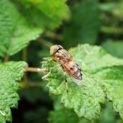 Eristalinus punctulatus (Golden Native Drone Fly) at Molonglo Valley, ACT - 26 Dec 2021 by CathB