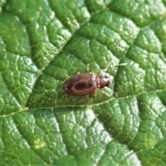 Corticariinae (subfamily) (Mould beetle, minute brown scavenger beetle) at Aranda Bushland - 29 Dec 2021 by CathB