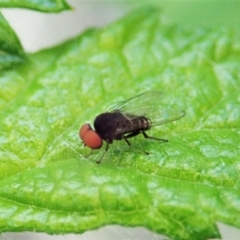 Platypezidae (family) (Unidentified platypezid fly) at Aranda Bushland - 29 Dec 2021 by CathB