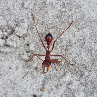 Unidentified Ant (Hymenoptera, Formicidae) at Evans Head, NSW - 31 Dec 2021 by AaronClausen