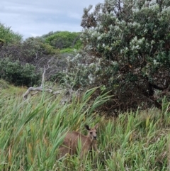 Macropus giganteus (Eastern Grey Kangaroo) at Evans Head, NSW - 31 Dec 2021 by AaronClausen
