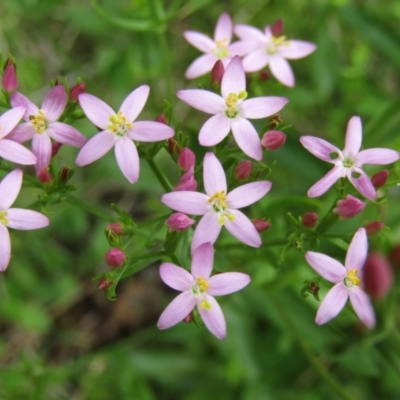 Centaurium sp. (Centaury) at South Durras, NSW - 22 Dec 2021 by Birdy