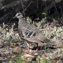 Phaps chalcoptera (Common Bronzewing) at Bruce Ridge to Gossan Hill - 30 Dec 2021 by AlisonMilton