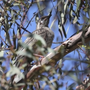 Anthochaera carunculata at Bruce, ACT - 31 Dec 2021