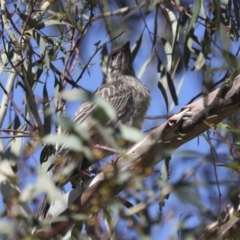 Anthochaera carunculata at Bruce, ACT - 31 Dec 2021