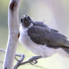 Philemon corniculatus (Noisy Friarbird) at Bruce, ACT - 30 Dec 2021 by AlisonMilton