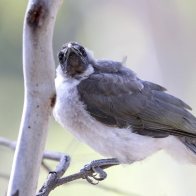 Philemon corniculatus (Noisy Friarbird) at Bruce, ACT - 31 Dec 2021 by AlisonMilton