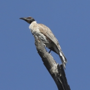 Philemon corniculatus at Bruce, ACT - 31 Dec 2021