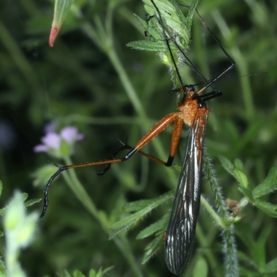 Harpobittacus australis (Hangingfly) at Tennent, ACT - 29 Dec 2021 by jbromilow50