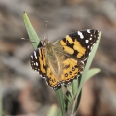 Vanessa kershawi (Australian Painted Lady) at Bruce, ACT - 31 Dec 2021 by AlisonMilton