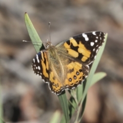 Vanessa kershawi (Australian Painted Lady) at Bruce Ridge to Gossan Hill - 30 Dec 2021 by AlisonMilton