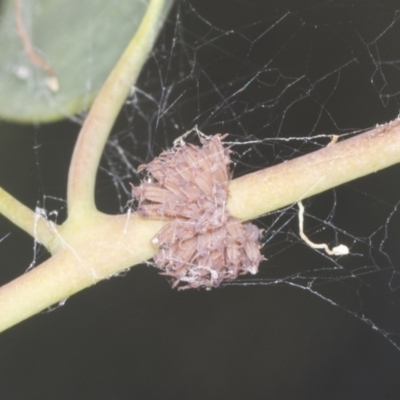 Paropsis atomaria (Eucalyptus leaf beetle) at Bruce, ACT - 31 Dec 2021 by AlisonMilton