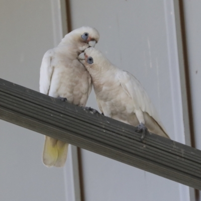 Cacatua sanguinea (Little Corella) at Bruce, ACT - 31 Dec 2021 by AlisonMilton