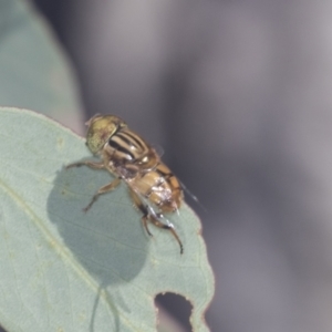 Eristalinus punctulatus at Bruce, ACT - 31 Dec 2021 08:21 AM