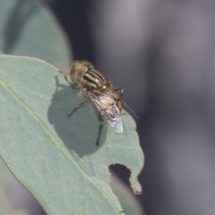 Eristalinus punctulatus at Bruce, ACT - 31 Dec 2021