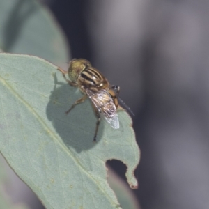 Eristalinus punctulatus at Bruce, ACT - 31 Dec 2021 08:21 AM