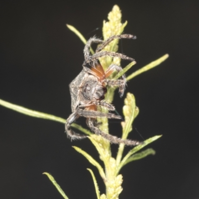 Dolophones sp. (genus) (Wrap-around spider) at Bruce Ridge to Gossan Hill - 30 Dec 2021 by AlisonMilton