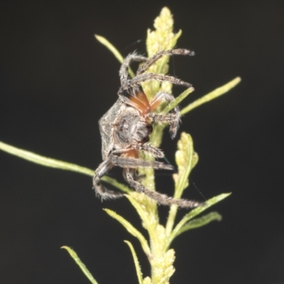 Dolophones sp. (genus) (Wrap-around spider) at Bruce, ACT - 31 Dec 2021 by AlisonMilton