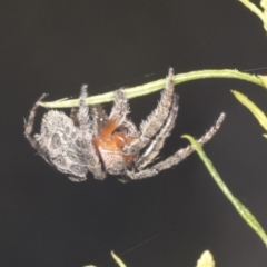 Dolophones sp. (genus) at Bruce, ACT - 31 Dec 2021 08:26 AM