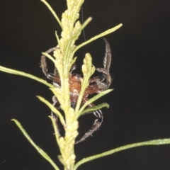 Dolophones sp. (genus) at Bruce, ACT - 31 Dec 2021