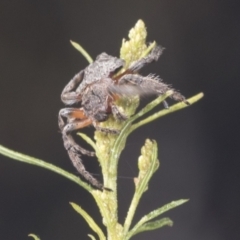 Dolophones sp. (genus) at Bruce, ACT - 31 Dec 2021